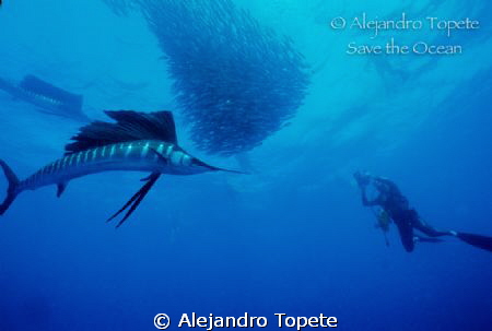 Sail Fish with diver, Isla Mujeres Mexico
Nikonos V, 15 mm by Alejandro Topete 