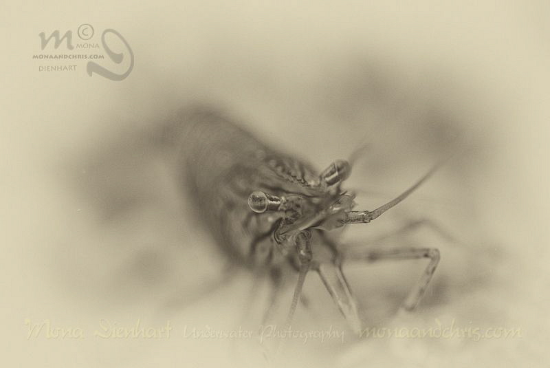 Shrimp
post processing in Silver Efex Pro by Mona Dienhart 