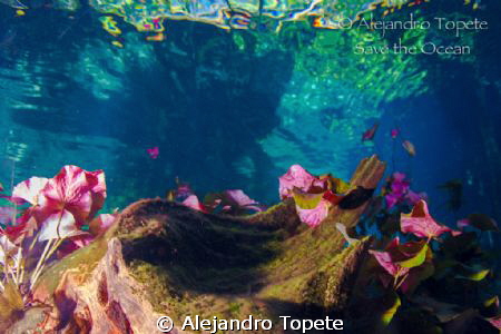 Colores de Agua Sagrada, Gran Cenote Tulum Mexico by Alejandro Topete 