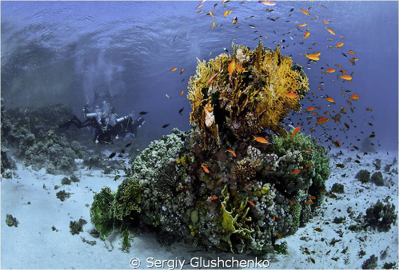 Tiran's Reef by Sergiy Glushchenko 