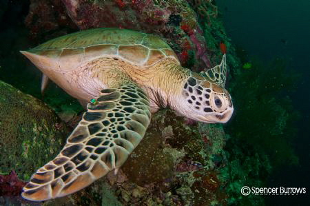 Turtle on Sipadan Island by Spencer Burrows 