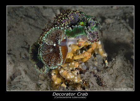 Decorator Crab by Alessio Oddo 