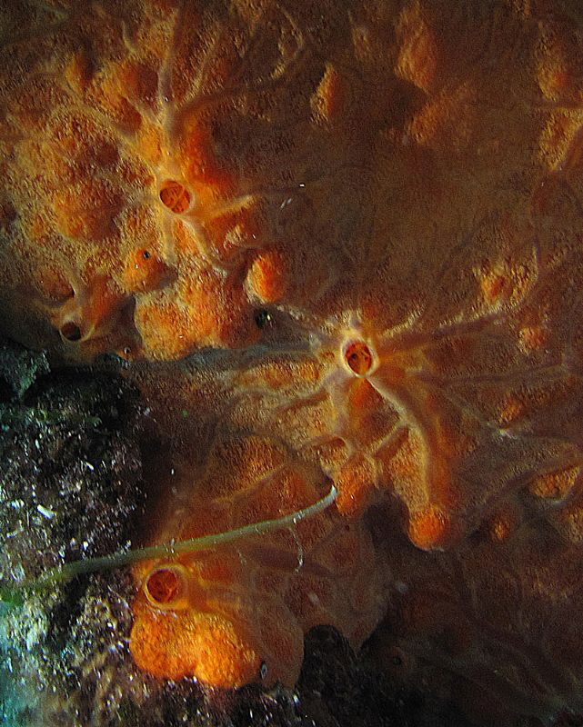 Sponge (Spirastrella)
Punta Coticcio, Isola Caprera by Chris Krambeck 
