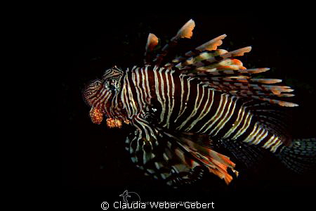 lionfish - out of the dark by Claudia Weber-Gebert 