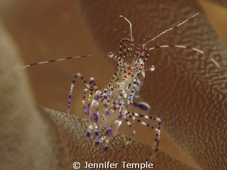 Another shrimp shot. Roatan, Honduras. Canon S90 by Jennifer Temple 