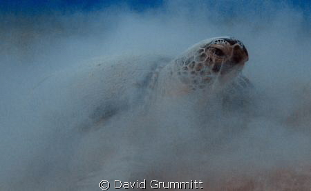 Turtle in the Mist.  Taken at Marsa Shouna in Egypt.  Thi... by David Grummitt 