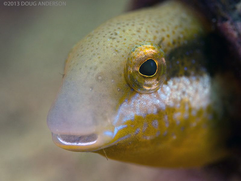 Brown Sabre-toothed Blenny. Bare Island, Botany Bay. by Doug Anderson 
