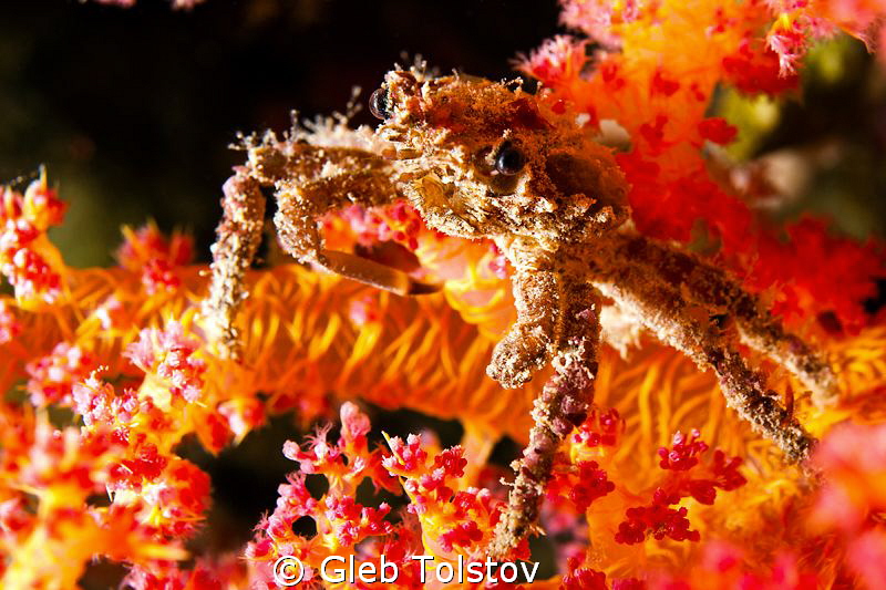 A crab on a soft coral by Gleb Tolstov 