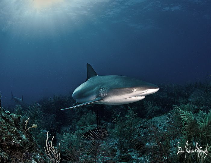 The Sharks of the Bahamas keep the reefs healthy and clean. by Steven Anderson 