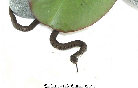 freshwater highkey snake by Claudia Weber-Gebert 