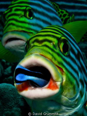 Queue at the dentist.  Sweetlips having a clean in the Ma... by David Grummitt 
