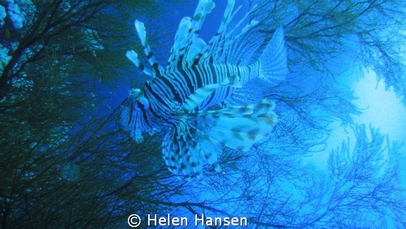 lion Fish by Helen Hansen 