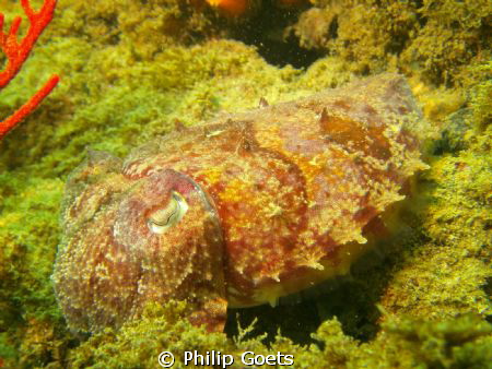 Cuttlefish - Mossel Bay, South Africa by Philip Goets 