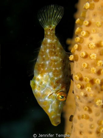 Filefish. Roatan, Honduras. Canon S90 by Jennifer Temple 