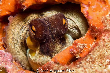 Octopus, Nikon D700,105mm nikor Lens by José Augusto Silva 