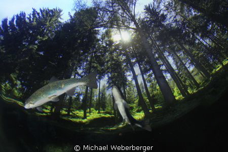 our green lake fish are rare, but the water is clear and ... by Michael Weberberger 