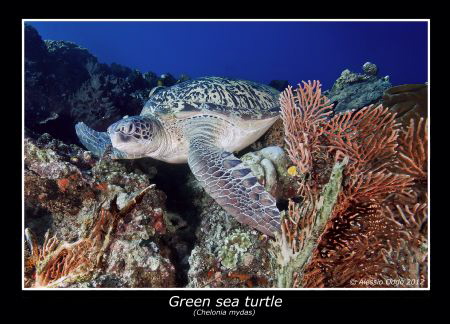 green sea turtle by Alessio Oddo 