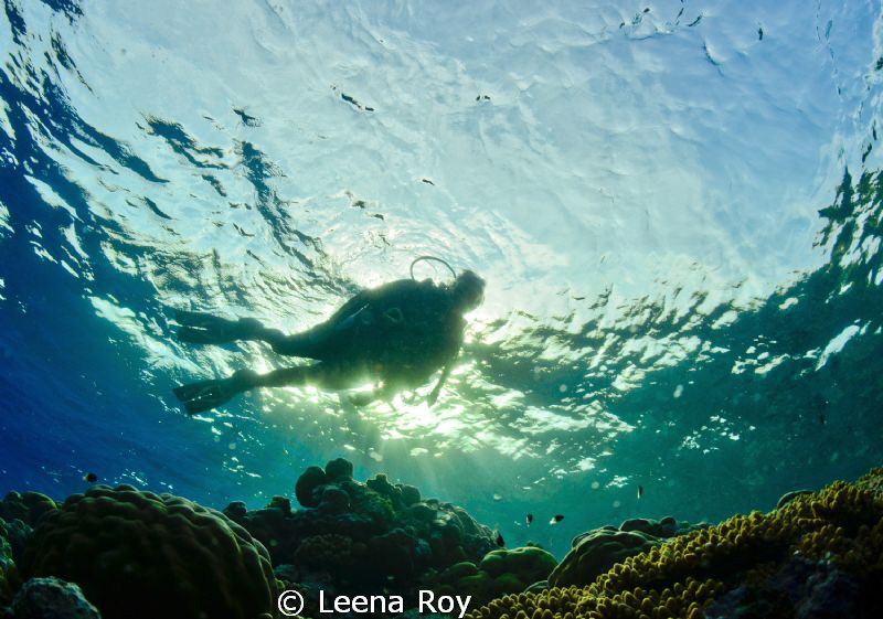 Diver in dappled light by Leena Roy 