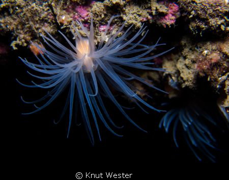 a cold water anenome photografed in the swedish gullmarsf... by Knut Wester 