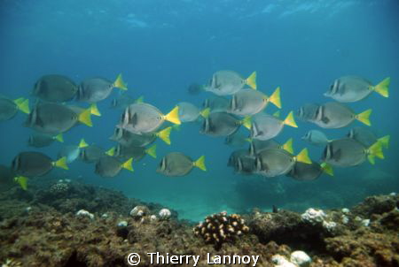Surgeon Fish (Prionurus Punctatus) schooling in the reefs... by Thierry Lannoy 