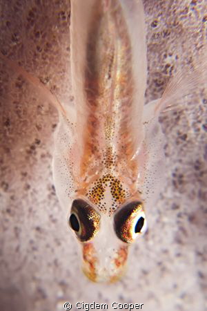 Ghostgoby, Canon G10 with Ikelite Housing, Ikelite DS161 ... by Cigdem Cooper 