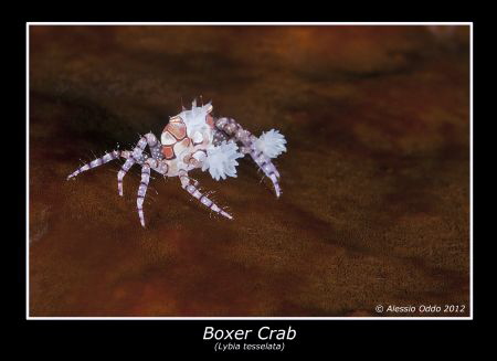 Boxer crab by Alessio Oddo 
