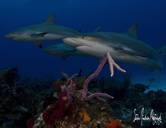 This image of Reef Sharks cruising the reef was taken on ... by Steven Anderson 