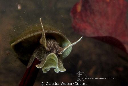 "Master Yoda" - freshwater snail.... by Claudia Weber-Gebert 