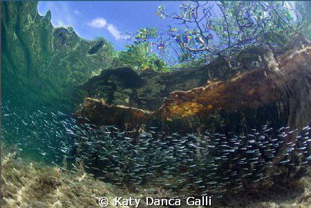 Baitfish galore on this beautiful day! by Katy Danca Galli 