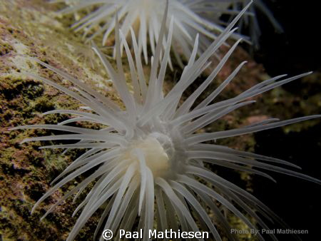 Sea anemone. by Paal Mathiesen 