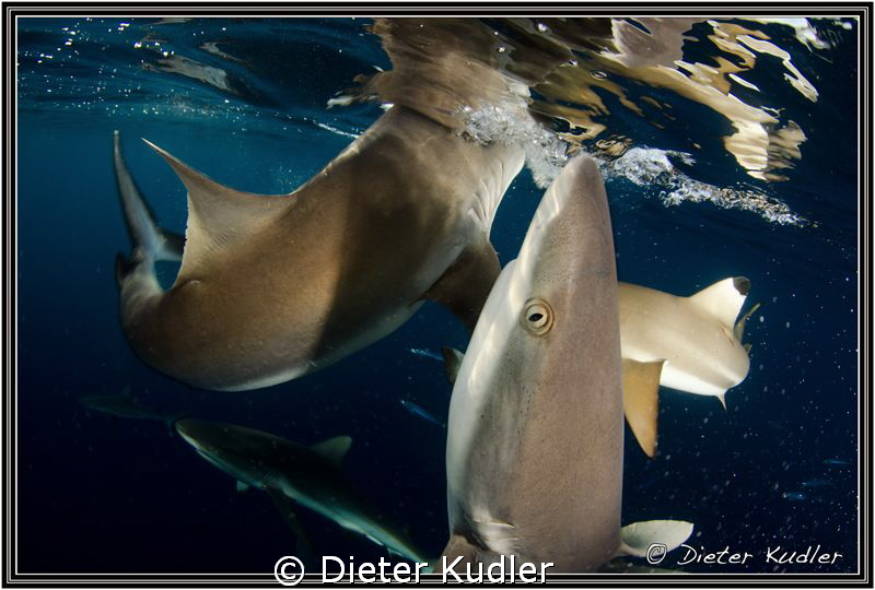 Sharks surreal by Dieter Kudler 