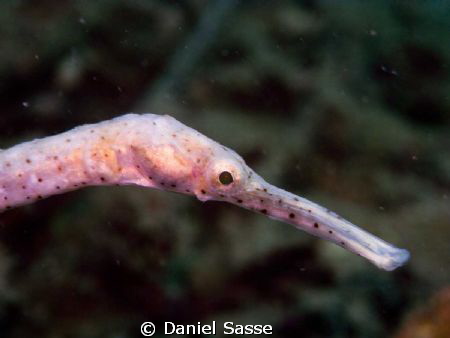 Long Nose Pipe Fish Portrait, while scuba diving the Loca... by Daniel Sasse 