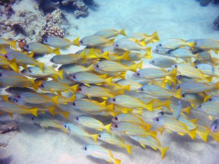 A school of blue stripe snappers cruising between coral h... by Todd Meadows 