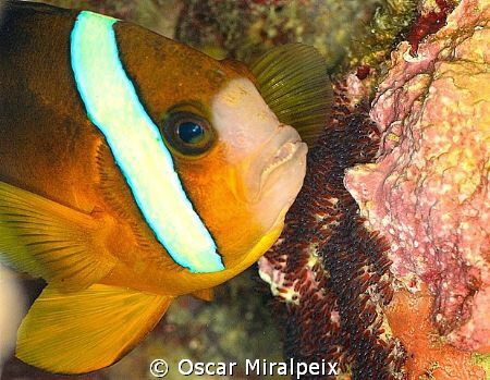 clownfish ventilating the eggs with its fins by Oscar Miralpeix 