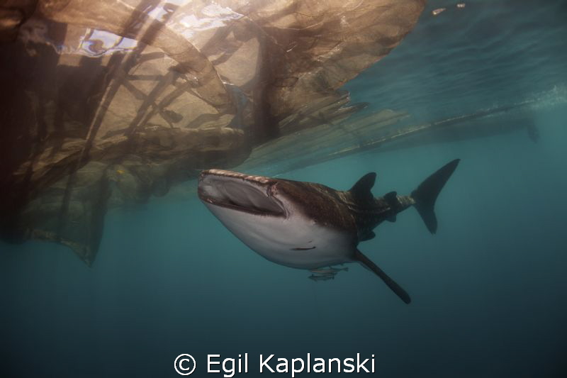 Whale Shark by Egil Kaplanski 