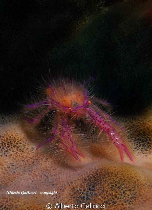 Pink hairy squat lobster by Alberto Gallucci 