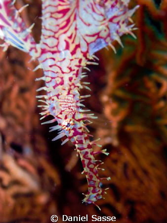 Ornate Ghost-Pipe Fish with Gorgonia in the Background f/... by Daniel Sasse 