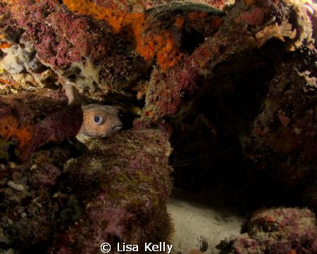 Puffer fish hiding in the reef by Lisa Kelly 