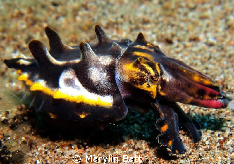 Flamboyant cuttlefish by Marylin Batt 