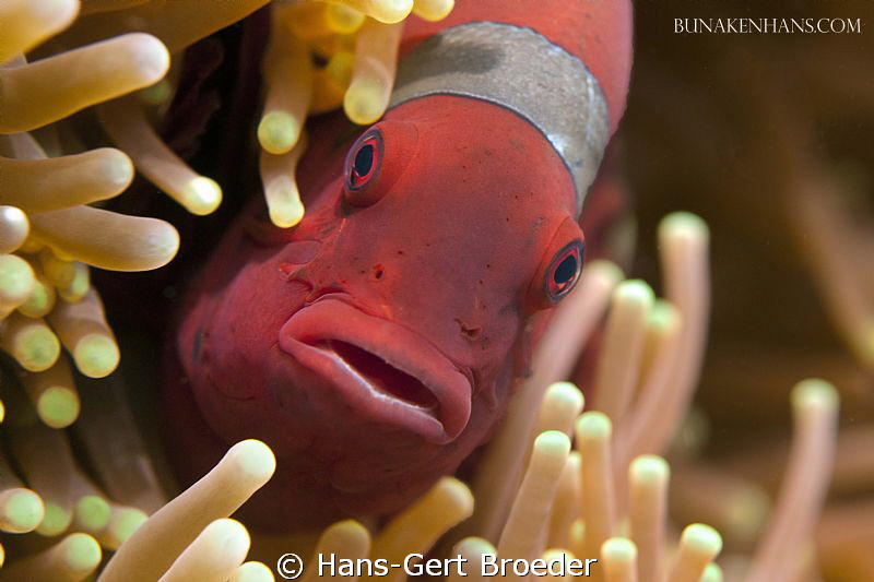 Orange-fin anemonefish
Bunaken,Sulawesi,Indonesia, 
Nik... by Hans-Gert Broeder 