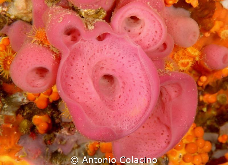 Mediterranean rose sponge Halyclona mediterranea, lives i... by Antonio Colacino 