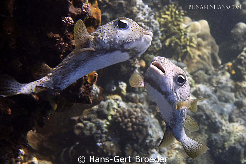 Porcupinefish
Do you want to go with me?
Bunaken,Sulawe... by Hans-Gert Broeder 