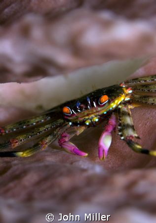 Crab amongst coral - Tulamben - Bali by John Miller 