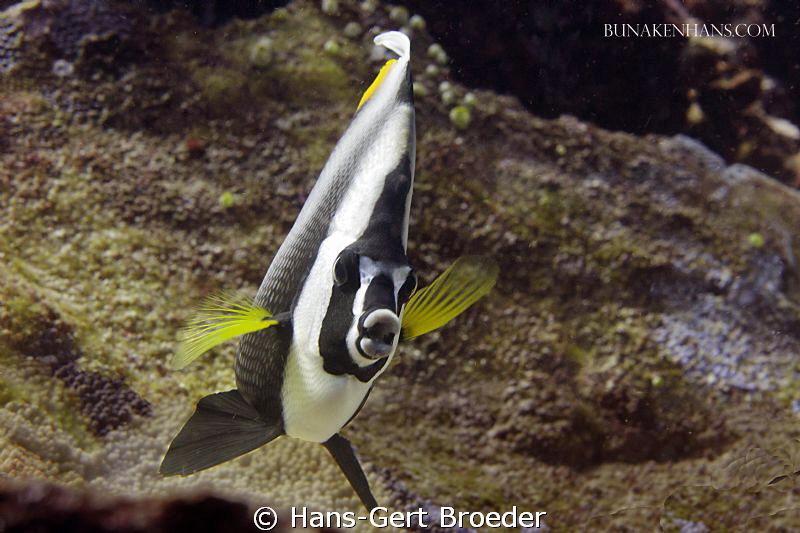 Masked bannerfish
Bunaken,Sulawesi,Indonesia, 
Nikon D3... by Hans-Gert Broeder 