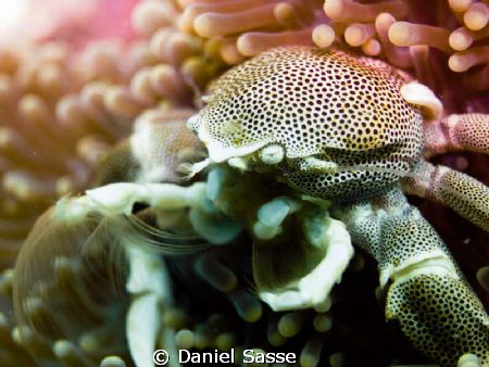 Porcelain Crab Close Up by Daniel Sasse 