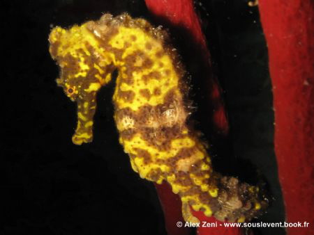 A long nose sea Horse in the Cousteau Marine Park in Guad... by Alex Zeni 