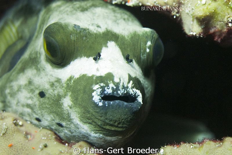 Pufferfish
Bunaken,Sulawesi,Indonesia, 
Nikon D300S in ... by Hans-Gert Broeder 