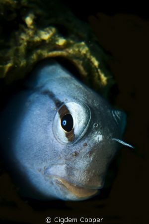 Red Sea Mimic Blenny.
Canon G10 with Ikelite Housing, Ik... by Cigdem Cooper 