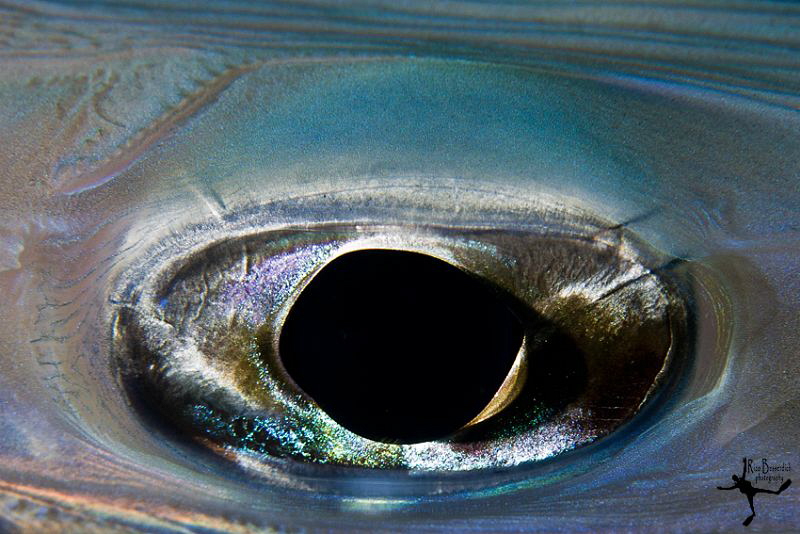 Eye of a cornet-fish by Rico Besserdich 