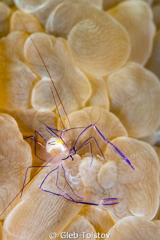 A bubble coral shrimp by Gleb Tolstov 